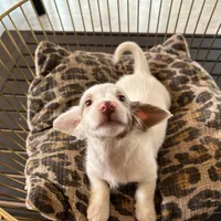 Milo, a male Miniature Dachshund for sale in Venus, FL – Photo 2 of 7