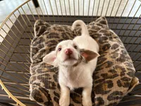 Milo, a male Miniature Dachshund for sale in Venus, FL – Photo 5 of 7