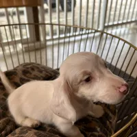 Milo, a male Miniature Dachshund for sale in Venus, FL – Photo 6 of 7