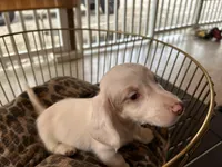 Milo, a male Miniature Dachshund for sale in Venus, FL – Photo 1 of 7