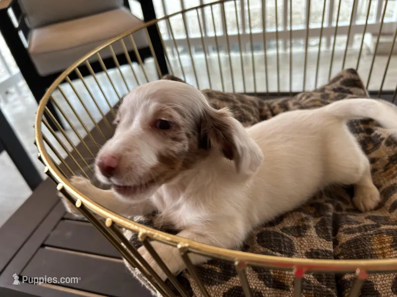 Milo – Miniature Dachshund puppy for sale in Venus, FL