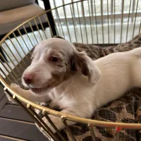 Milo, a male Miniature Dachshund for sale in Venus, FL – Photo 1 of 7