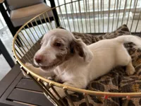 Milo, a male Miniature Dachshund for sale in Venus, FL – Photo 4 of 7