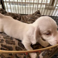 Milo, a male Miniature Dachshund for sale in Venus, FL – Photo 4 of 7