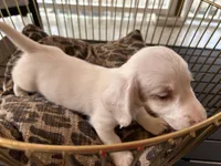 Milo, a male Miniature Dachshund for sale in Venus, FL – Photo 3 of 7