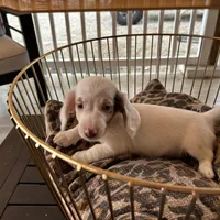 Milo, a male Miniature Dachshund for sale in Venus, FL – Photo 5 of 7