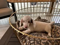 Milo, a male Miniature Dachshund for sale in Venus, FL – Photo 6 of 7