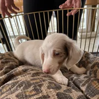 Milo, a male Miniature Dachshund for sale in Venus, FL – Photo 7 of 7