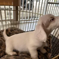 Milo, a male Miniature Dachshund for sale in Venus, FL – Photo 3 of 7