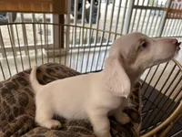 Milo, a male Miniature Dachshund for sale in Venus, FL – Photo 2 of 7