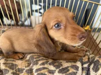 Prince, a male Miniature Dachshund for sale in Venus, FL – 10 of 10