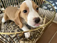 Linus, a male Beagle for sale in Venus, FL – 7 of 10