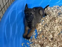 Luther, a male Belgian Malinois for sale in Venus, FL – Photo 6 of 9