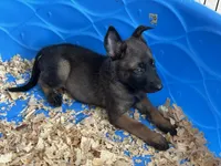 Luther, a male Belgian Malinois for sale in Venus, FL – Photo 3 of 9