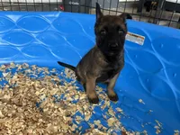 Luther, a male Belgian Malinois for sale in Venus, FL – Photo 7 of 9