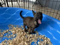 Luther, a male Belgian Malinois for sale in Venus, FL – Photo 8 of 9