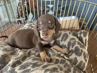 Missy, a female Miniature Dachshund for sale in Venus, FL – 6 of 8
