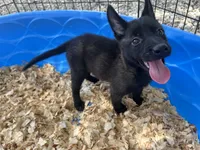 Athena, a female Belgian Malinois for sale in Venus, FL – 2 of 9