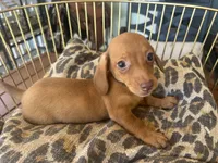 Ariel, a female Miniature Dachshund for sale in Venus, FL – 9 of 10