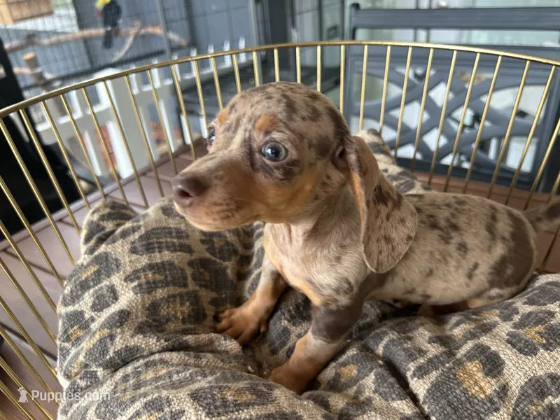 Chelsea  – Miniature Dachshund puppy for sale in Venus, FL
