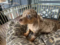 Chelsea , a female Miniature Dachshund for sale in Venus, FL – 1 of 10