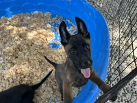 Luther, a male Belgian Malinois for sale in Venus, FL – 9 of 10