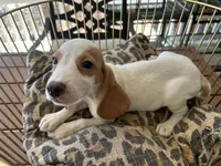 Charlie , a male Beagle for sale in Venus, FL – 6 of 7
