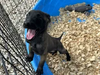 Drako, a male Belgian Malinois for sale in Venus, FL – 6 of 10