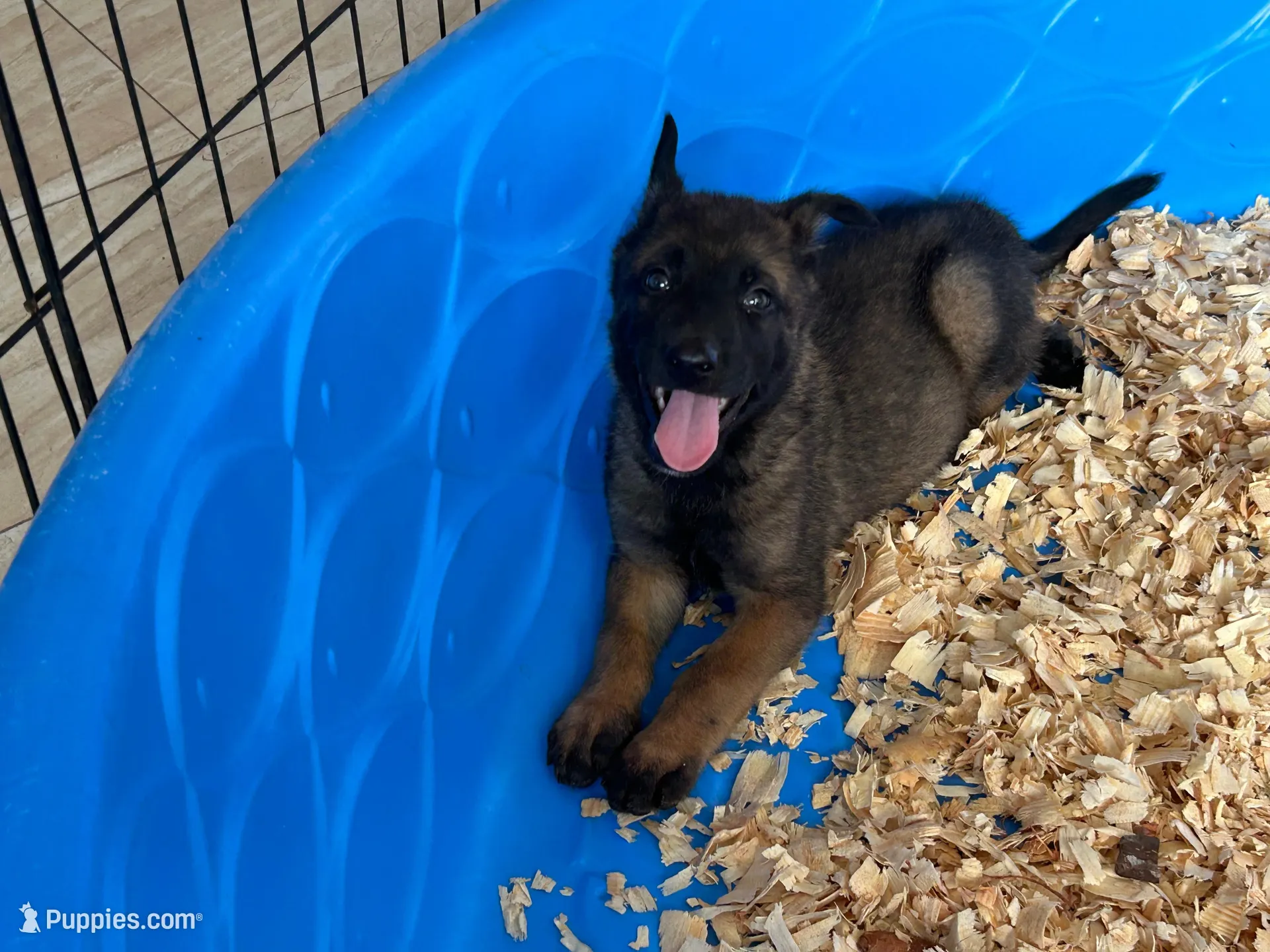 Luther, a male Belgian Malinois for sale in Venus, FL – Photo 2 of 9