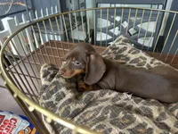 Sable, a female Miniature Dachshund for sale in Venus, FL – 3 of 8