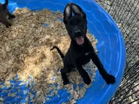Onyx, a male Belgian Malinois for sale in Venus, FL – 8 of 10
