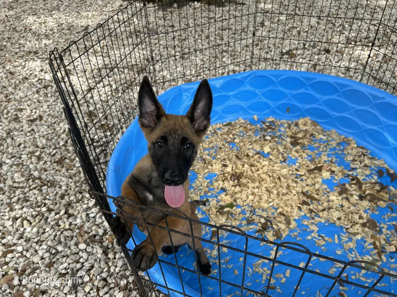 Mickey  – Belgian Malinois puppy for sale in Venus, FL
