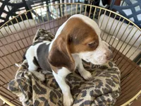 Lucy, a female Beagle for sale in Venus, FL – 10 of 10