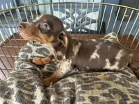 Marvin , a male Miniature Dachshund for sale in Venus, FL – 8 of 10
