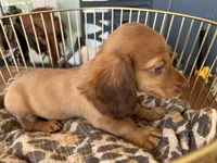 Prince, a male Miniature Dachshund for sale in Venus, FL – 7 of 10