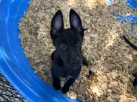 Onyx, a male Belgian Malinois for sale in Venus, FL – 9 of 10