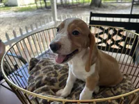 Rambo, a male Beagle for sale in Venus, FL – 2 of 10