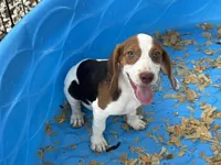 Lucy, a female Beagle for sale in Venus, FL – 6 of 10