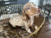 Baby, a female Miniature Dachshund for sale in Venus, FL – 6 of 9