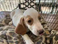 Charlie , a male Beagle for sale in Venus, FL – 5 of 7