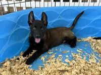 Zeus, a male Belgian Malinois for sale in Venus, FL – 10 of 10