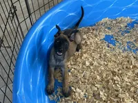 Rocky, a male Belgian Malinois for sale in Venus, FL – 7 of 7