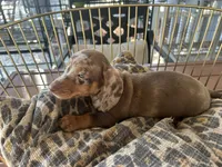 Snickers , a male Miniature Dachshund for sale in Venus, FL – 5 of 8