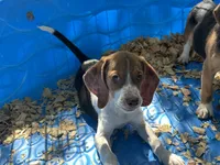 Red, a male Beagle for sale in Venus, FL – 8 of 8