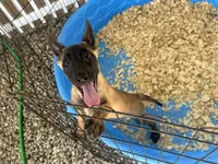 Sasha, a female Belgian Malinois for sale in Venus, FL – 7 of 7
