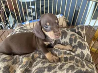 Missy, a female Miniature Dachshund for sale in Venus, FL – 2 of 8