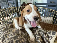 Rambo, a male Beagle for sale in Venus, FL – 10 of 10