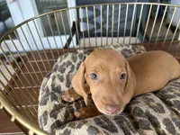 Buzz, a male Miniature Dachshund for sale in Venus, FL – 4 of 8