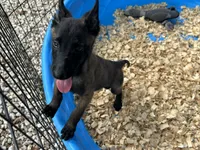 Drako, a male Belgian Malinois for sale in Venus, FL – 5 of 10