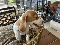 Rambo, a male Beagle for sale in Venus, FL – 8 of 10